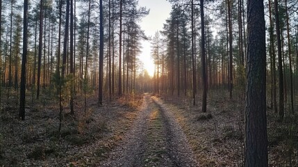 Naklejka premium Serene sunset in dense forest with towering pine trees and a winding path. Beautiful natural landscape with golden sunlight filtering through the pines, perfect for nature background in wide format