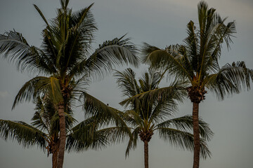 palm trees on the beach