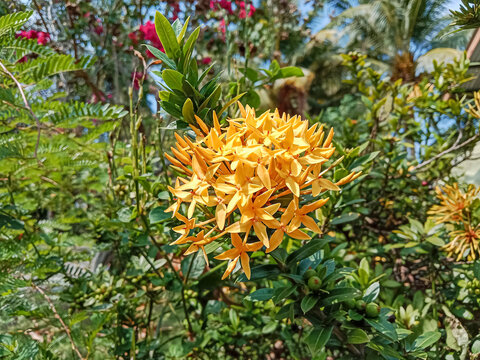 Ixora chinensis flowers. Ixora chinensis flower, commonly known as Chinese ixora, is a species of plant of the genus Ixora.