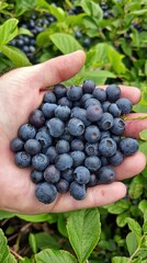 Freshly Harvested Blueberries in Hand