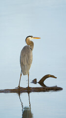 great blue heron