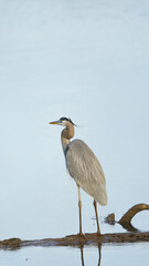 great blue heron