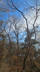 Winter trees in the forest waiting for spring
