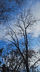 Winter trees in the forest waiting for spring
