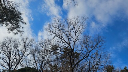 Winter trees in the forest waiting for spring