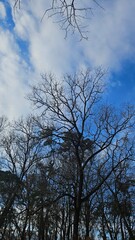 Winter trees in the forest waiting for spring