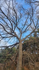 Winter trees in the forest waiting for spring