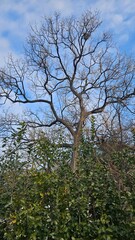 Winter trees in the forest waiting for spring