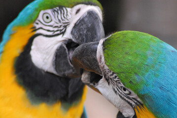 BIRDS- Parrots- Extreme Close Up of Two Macaw Parrots Feeding One Another