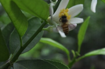 Fototapeta premium the bee insect on flower