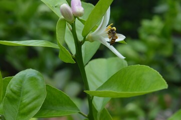 the bee insect on flower
