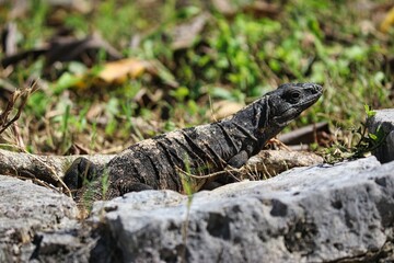 Close up of a Black spiny-tailed iguana or Black Iguana, scientific name Ctenosaura similis, commonly found in Mexico seen here at the Tulum archeaological zone, Mayan ruins,Mexico 