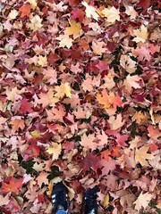 Autumn 1