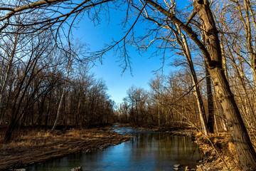 Tree in falls with river