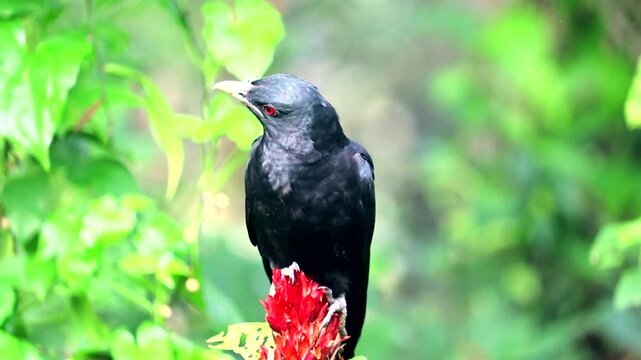closeup Indian black koel bird