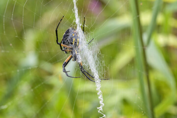 Yellow garden spider (argiope aurantia)