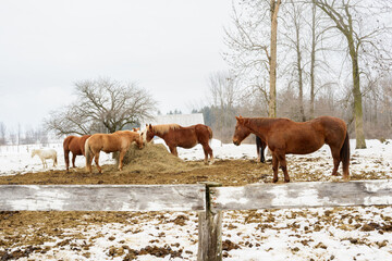 Horses grazing on hay behind a wooden fence in a paddock during winter with snow on ground