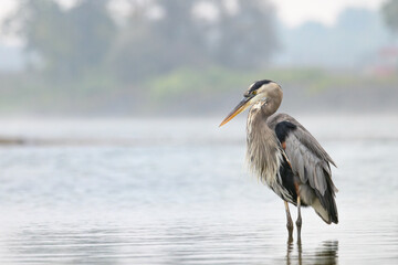 A Great Blue Heron stands majestically in a river against a foggy landscape in the background