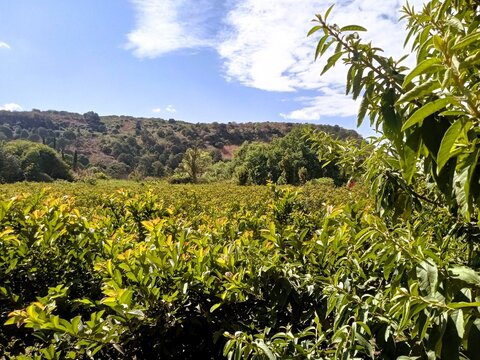 Paisaje con sembradio en rancho, huerta natural en michoacan, mexico, con cerro al fondo y cielo con nubes