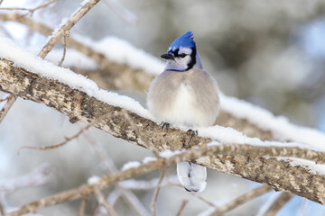 Close-up of a bluejay perched on a snowy branch with falling snow in the background
