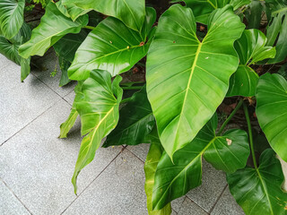 Green leaves of Philodendron growing in garden, the tropical foliage plants. Philodendron maximum...