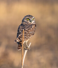A close up portrait of a Burrowing Owl with big yellow eyes and good body details perched upon a split piece of twig within a wide open field in Colorado.