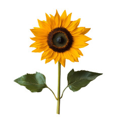 Obraz premium A bright sunflower in full bloom.