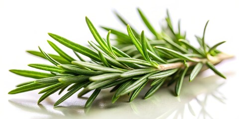 Fototapeta premium Fresh rosemary leaves isolated on white background with soft focus effect and warm lighting, showcasing the herbal's delicate texture and aromatic fragrance, spices, botanical illustration