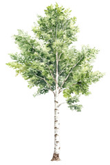 Beautiful birch tree with vibrant green leaves.