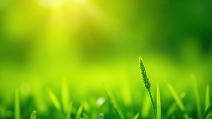 Obraz premium Vibrant Green Springtime Grass with a Single Plant Emerging in Sunlight