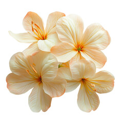 Beautiful pale flowers with delicate petals.
