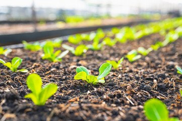 Fresh organic lettuce in a rural greenhouse. Rows of lettuce seedlings. Lettuce ready to pick for a fresh summer salad. Salad plants in greenhouse with automatic irrigation watering system.