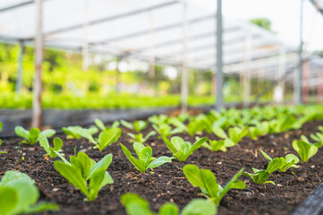 Fresh organic lettuce in a rural greenhouse. Rows of lettuce seedlings. Lettuce ready to pick for a fresh summer salad. Salad plants in greenhouse with automatic irrigation watering system.