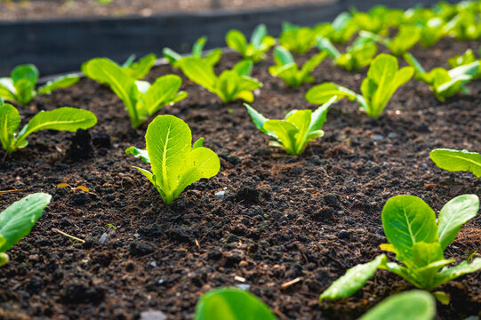 Fresh organic lettuce in a rural greenhouse. Rows of lettuce seedlings. Lettuce ready to pick for a fresh summer salad. Salad plants in greenhouse with automatic irrigation watering system.