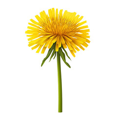 Bright yellow dandelion blooming in sunlight.
