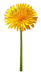 Naklejka premium Bright yellow dandelion flower on a green stem.