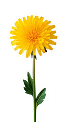 Bright yellow dandelion flower in full bloom.