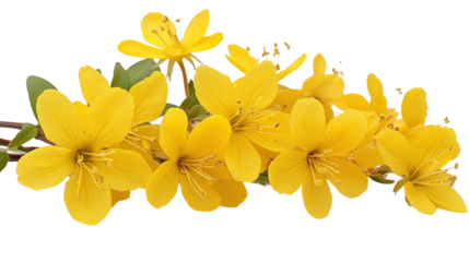 Bright yellow flowers with delicate petals.