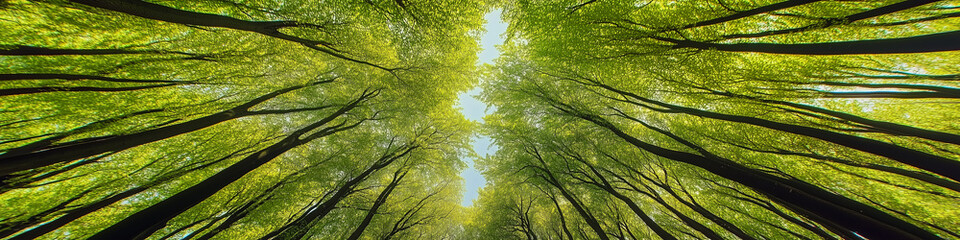 Fototapeta premium Looking up at the vibrant forest canopy with lush, green foliage and breathtaking detail, showcasing the beauty of nature in high-definition. The perfect composition captures the serenity and richness