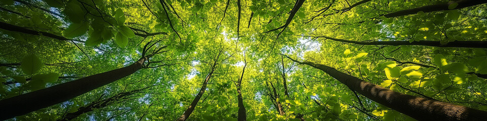Fototapeta premium Looking up at the vibrant forest canopy with lush, green foliage and breathtaking detail, showcasing the beauty of nature in high-definition. The perfect composition captures the serenity and richness