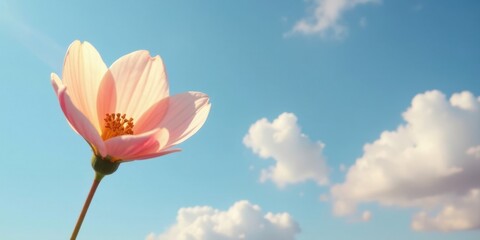 Fototapeta premium A Delicate Pink Flower Against a Bright Blue Sky with Fluffy White Clouds