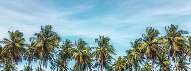 Obraz premium Majestic coconut trees under a vibrant blue sky with amazing details and perfect composition, high-definition photography showcasing tropical beauty.