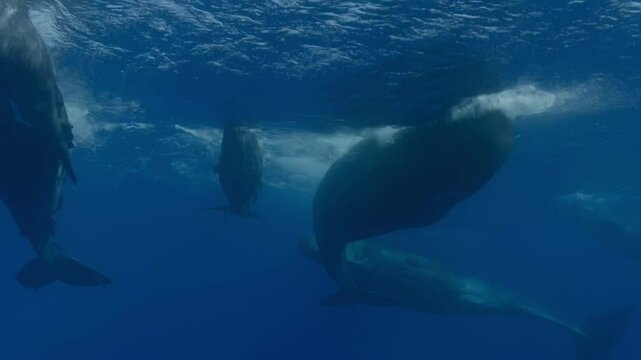 Two sperm whales glide through the ocean with a calf between them, emitting echolocation clicks. One adult blocks the calf from approaching the camera, showcasing protective behavior. 