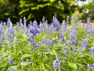 Close-up of Mealycup Sage Flowers