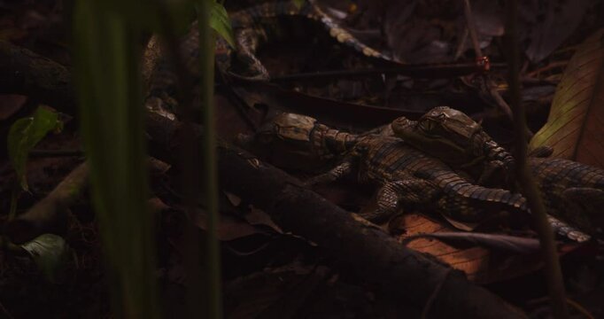 Vulnerable looking caiman babies on the forest floor trying to stay clear from bothering insects like bugs and ants