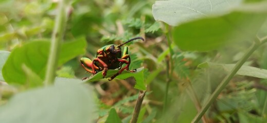 Naklejka premium Harlequin Bug in the garden