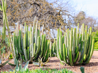 畑に実ったサボテン