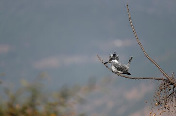 Crested kingfisher