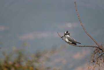 Crested kingfisher