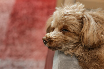 お昼寝しているトイ・プードル